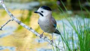 a black capped jay in jerusalem