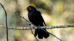 a common blackbird in jerusalem
