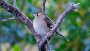 a common chiffchaff in jerusalem