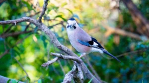 eurasian jay in jerusalem
