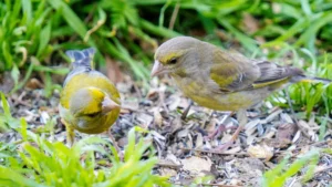 european greenfinches in jerusalem
