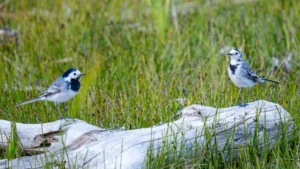 white wagtails in jerusalem